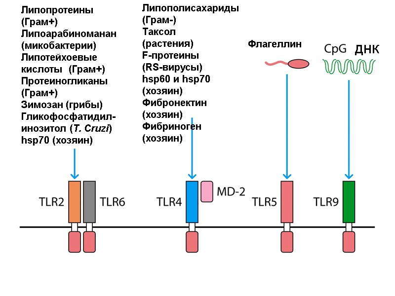Липопротеины (Грам+) Липоарабиноманан (микобактерии) Липотейхоевые кислоты  (Грам+) Протеиногликаны (Грам+) Зимозан (грибы) Гликофосфатидил- инозитол